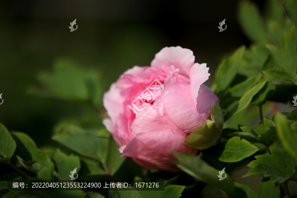 牡丹花