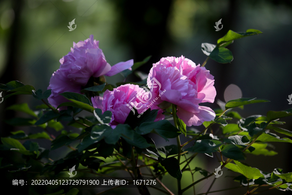 牡丹花