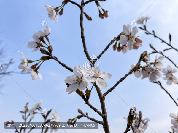 櫻花