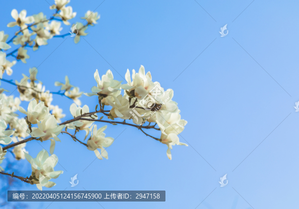 春天里盛開(kāi)的玉蘭花