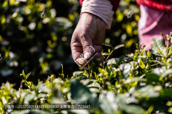杭州龍塢茶園