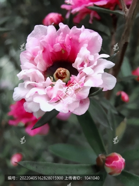 花卉