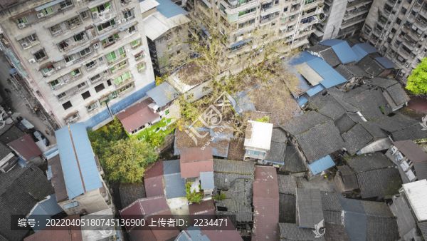 古鎮(zhèn)老樹