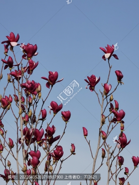 玉蘭花