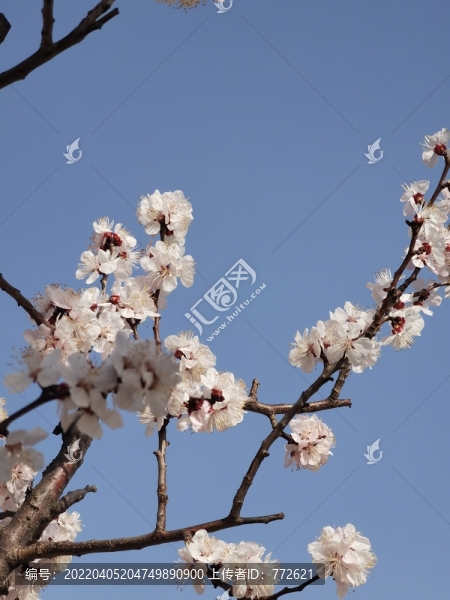 春天的桃花