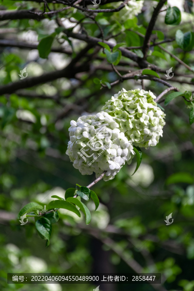 繡球花