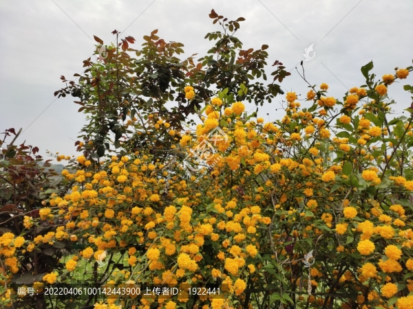 棣堂花