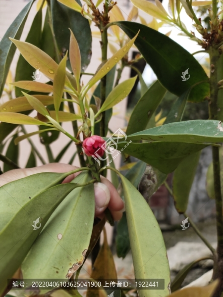 八角花特寫(xiě)
