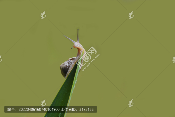 綠色背景下的充滿希望的蝸牛
