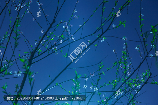杭州西湖桃花