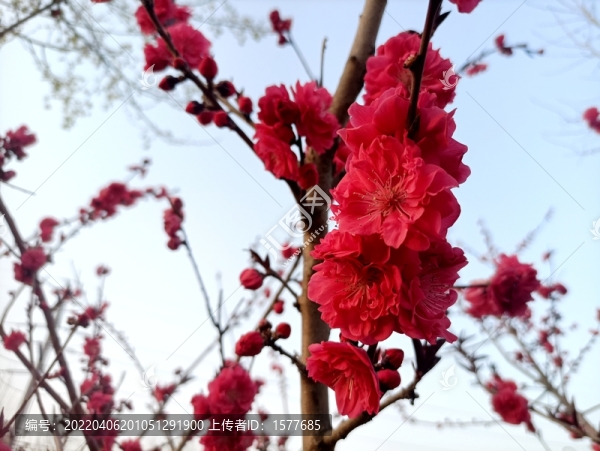 碧桃