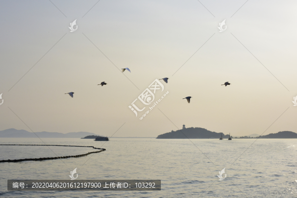 無錫太湖上空的飛鳥
