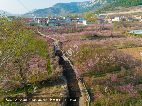 航拍濟(jì)南臥虎山水庫(kù)桃花盛開