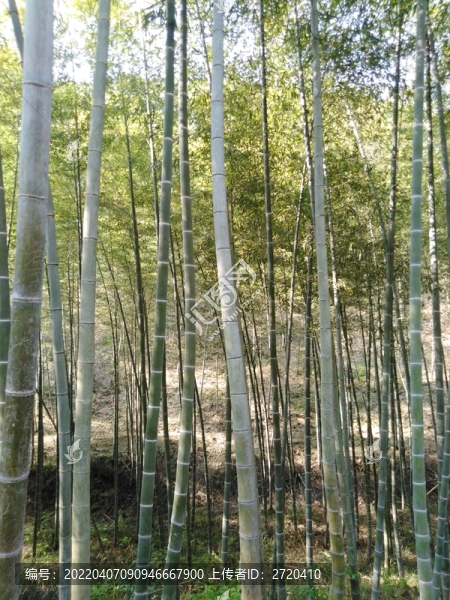 竹林