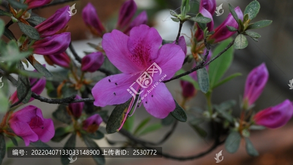杜鵑花
