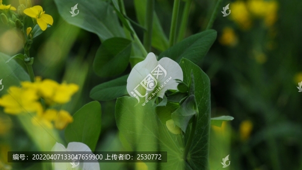 豌豆花