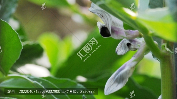 蠶豆花