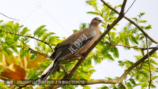斑鳩