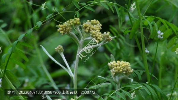 鼠曲草