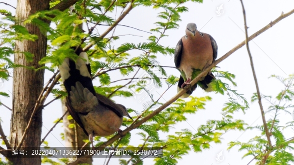 斑鳩