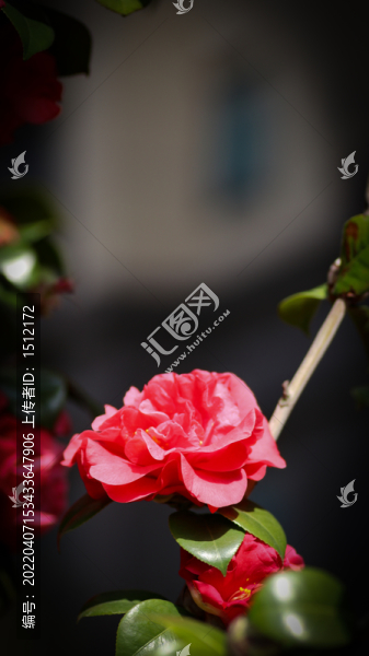 茶花