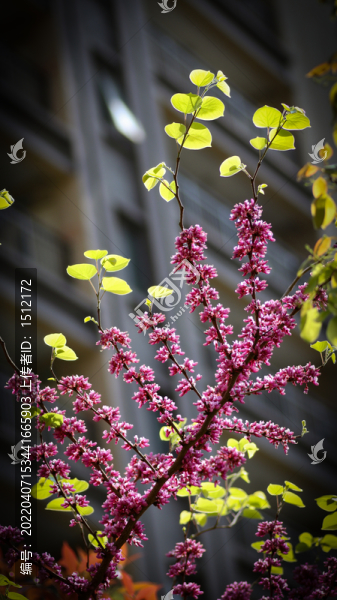 紫荊花