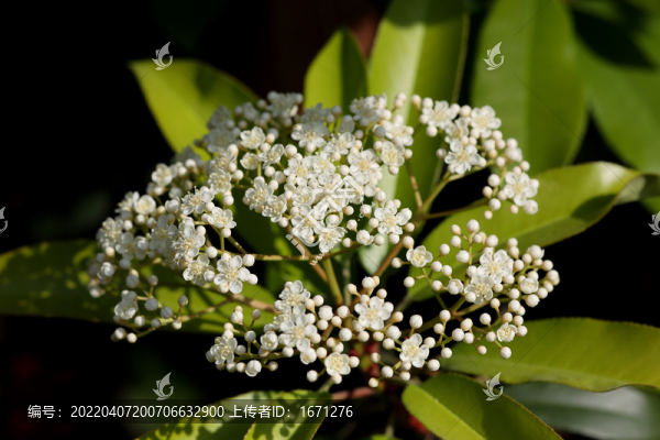石楠花