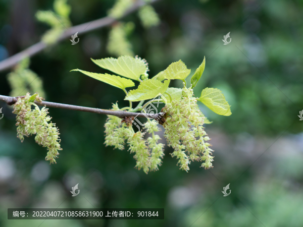 桑樹的花期