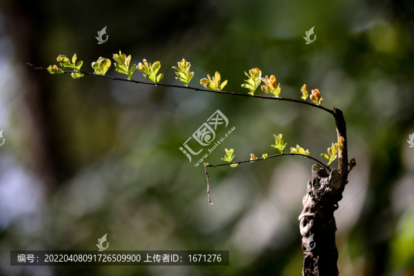老枝新芽