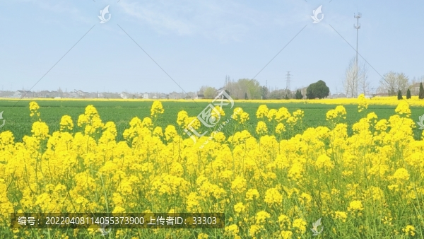 油菜地遠眺
