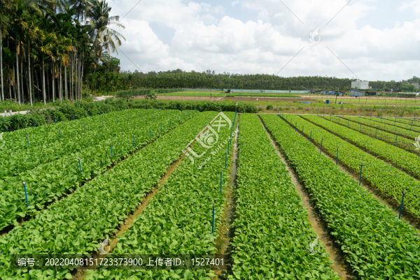 春天的菜園子