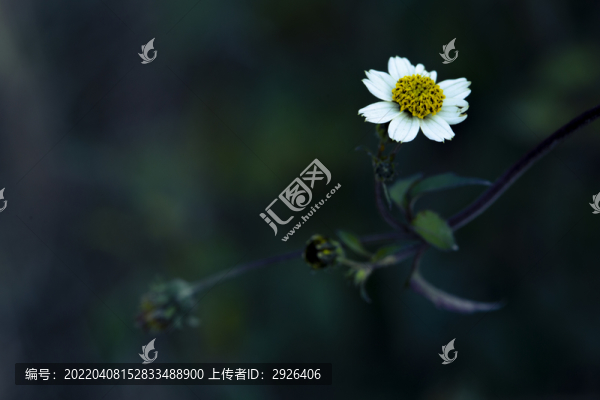 野菊花