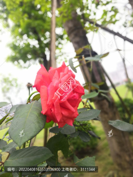 粉紅色月季花
