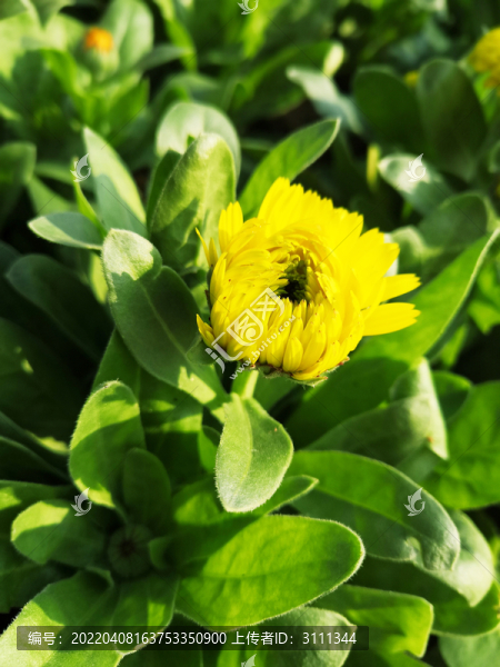 黃色金盞花
