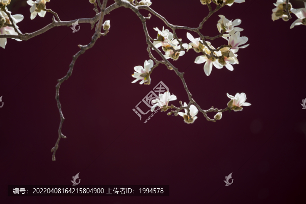 玉蘭