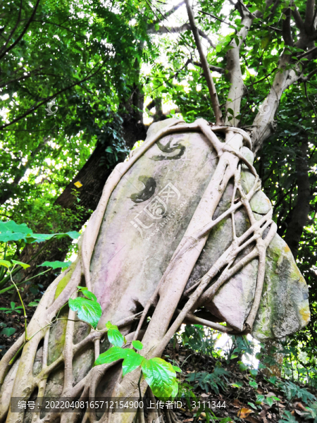 榕樹抱石