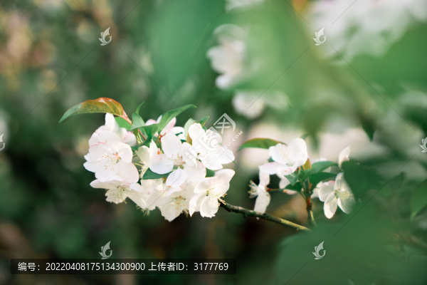 海棠