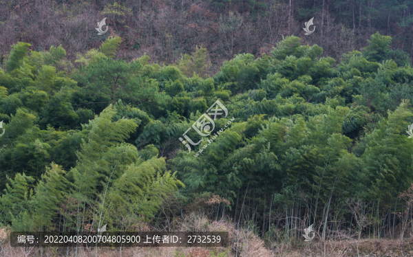 竹林