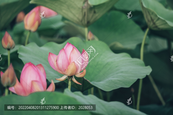 紅粉荷花盛開在荷塘里