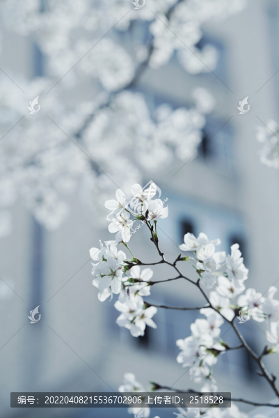 白色櫻花春天花朵盛放