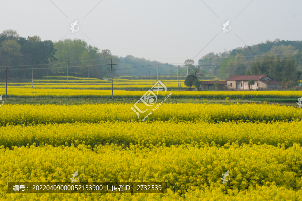 油菜花