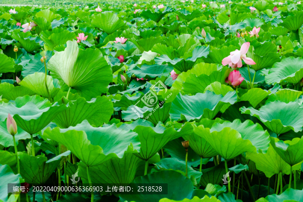 夏季荷花花叢立夏綠色背景