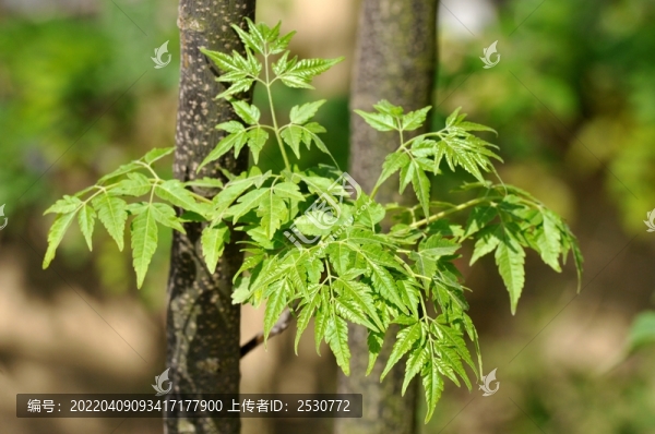 楝樹