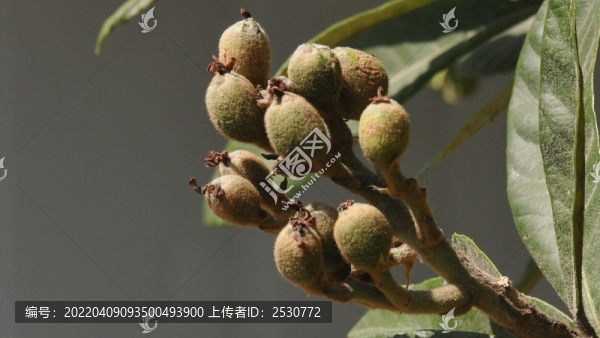 枇杷果