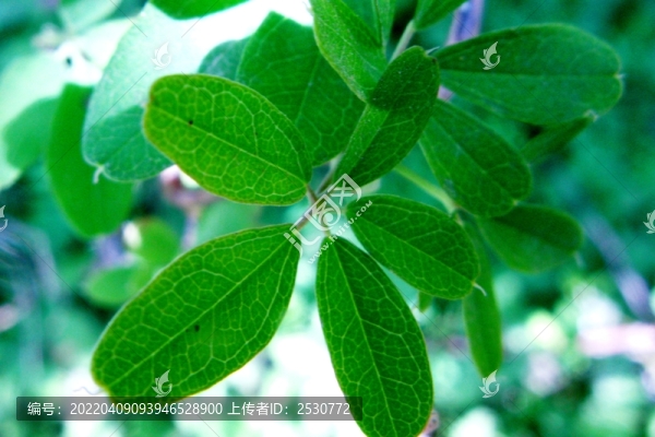 木通