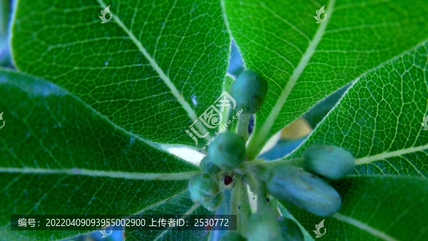 海桐