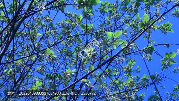 構(gòu)樹