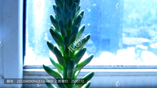 蘆薈