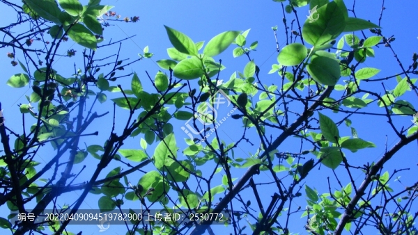 梅花