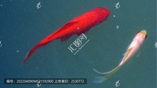 錦鯉